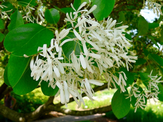 {Chionanthus retusus}